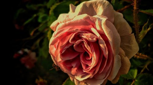 Close-up of rose blooming outdoors