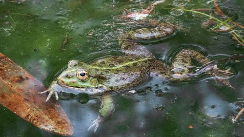 High angle view of turtle swimming in lake