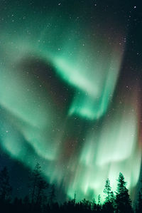 Low angle view of trees against sky at night