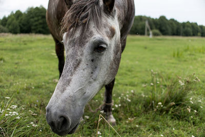 Close-up of a horse on field