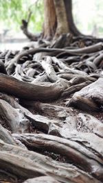 Close-up of tree trunk