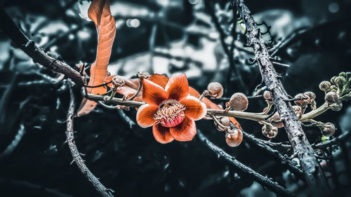 Close-up of frozen plant