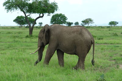 Elephant in a field