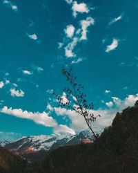 Low angle view of tree against sky