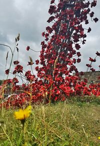 Red flowering plants on field against sky