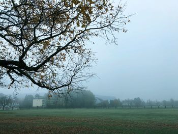 Tree on field against sky