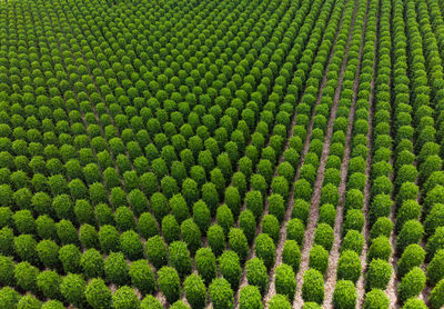 Full frame shot of green plants