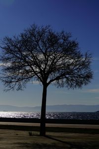 Silhouette bare tree on field against sky