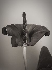 Close-up of flower against white background