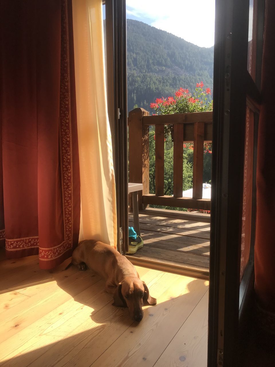 VIEW OF DOG SEEN THROUGH WINDOW