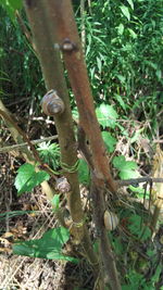 Close-up of lizard on tree in forest