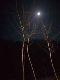 Low angle view of fireworks against sky at night