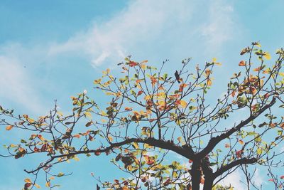 Low angle view of tree against blue sky