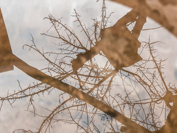 Low angle view of bare tree against sky