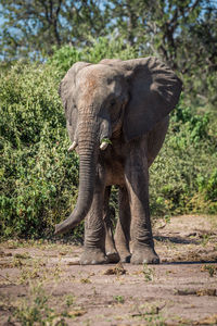 Elephant on field during sunny day