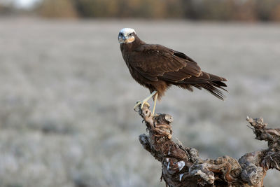 Close-up of bird perching