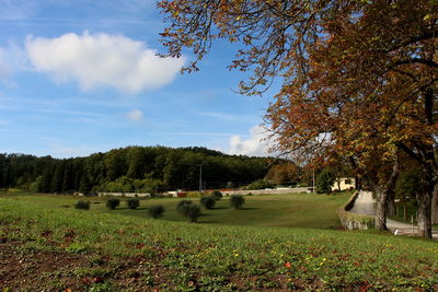 Trees on field against sky during autumn