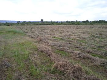 Scenic view of field against sky