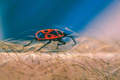 Close-up of ladybug on grass