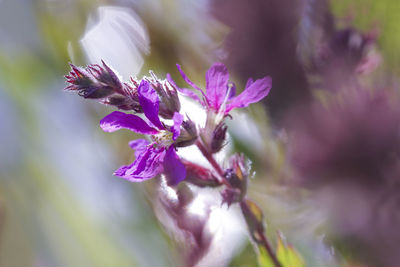 Close-up of insect on purple flowering plant