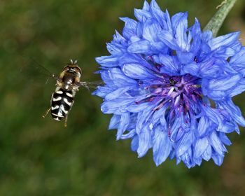 Close-up of bee on flower