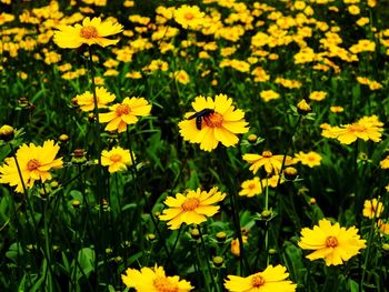 Yellow flowers blooming outdoors