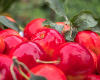 Red apples with leaves close up in a summer garden, blurred focus