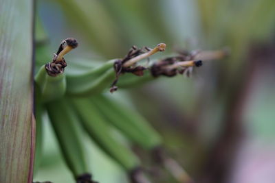 Close-up of banana 