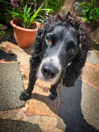 High angle portrait of dog on cobblestone