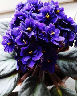 Close-up of purple flowers
