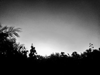 Low angle view of silhouette trees against sky