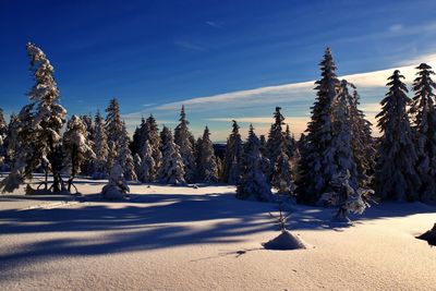 Pine trees on snow covered land against sky