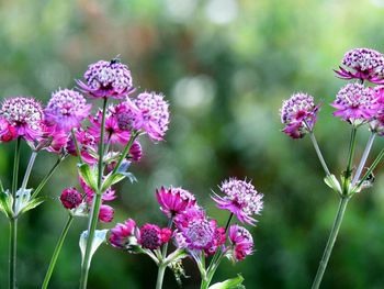 Close-up of pink flowering plant