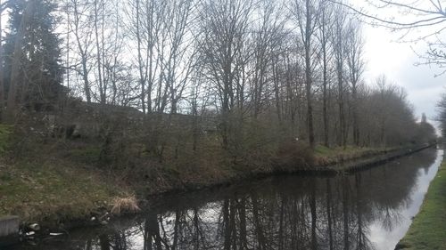 Reflection of trees in river