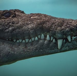 Close-up of crocodile against sky