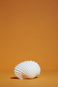 Close-up of shell against orange background