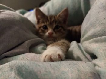 Close-up portrait of kitten relaxing on bed