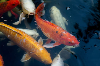 Close-up of koi fish in water