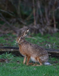 Close-up of rabbit on field