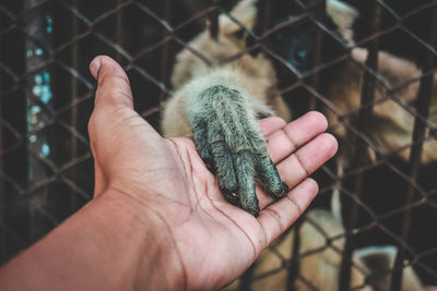 Close-up of monkey holding hand of man at zoo