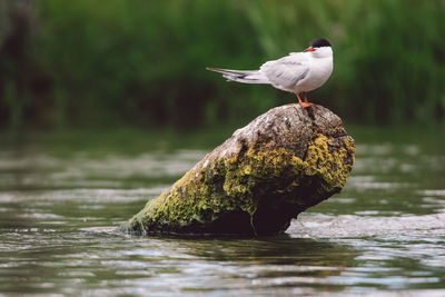 Seagull perching on a lake