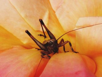 Close-up of insect