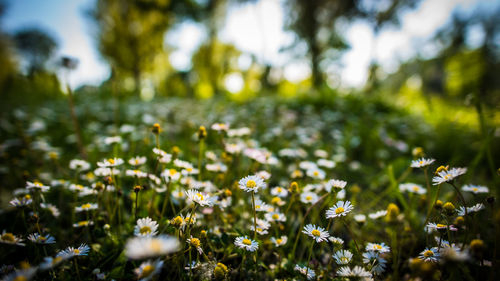 White flowering plants growing on field