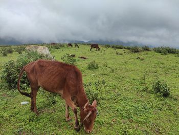 Horse grazing in field