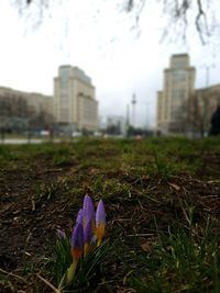 Close-up of crocus flowers blooming in city