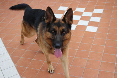 High angle portrait of dog on floor