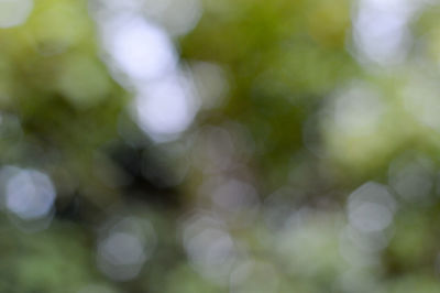 Defocused image of plants