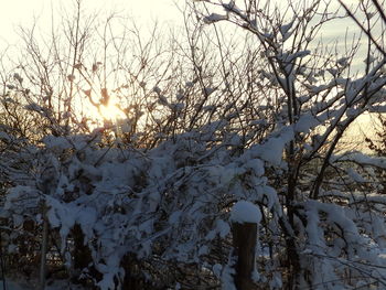 Close-up of bare trees against clear sky during winter