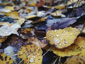 Close-up of water drops on leaves