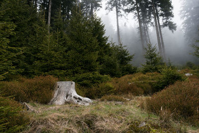 Mystic forest formations with fog in national park harz. germany.